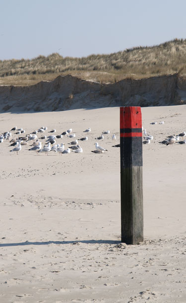 meeuwen-strand