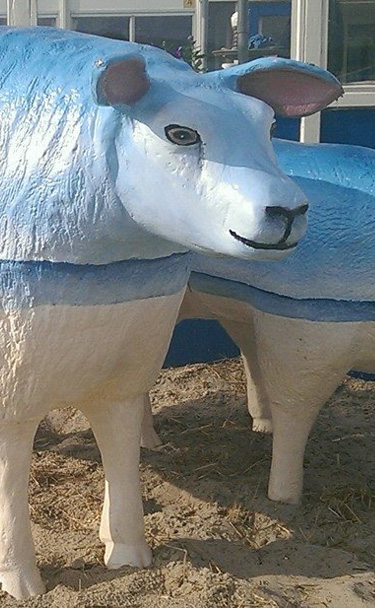 schapen-blauw