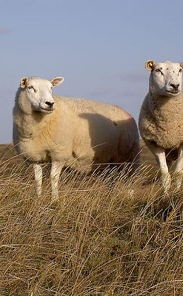 schapen